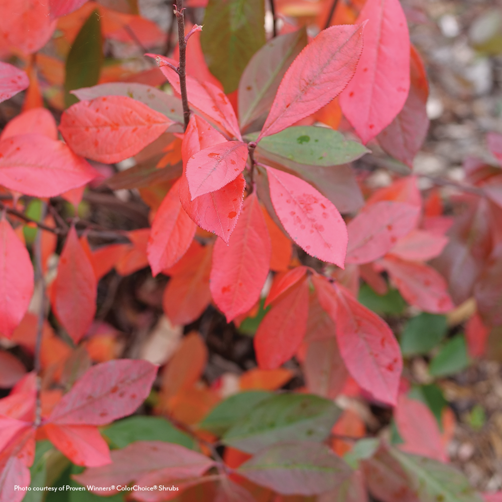 Aronia Berry Scape® Red Aronia