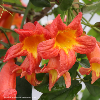 Bignonia Dressed to Thrill® Crossvine – Park Seed