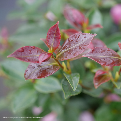 Camellia Just Chill® Double Pink