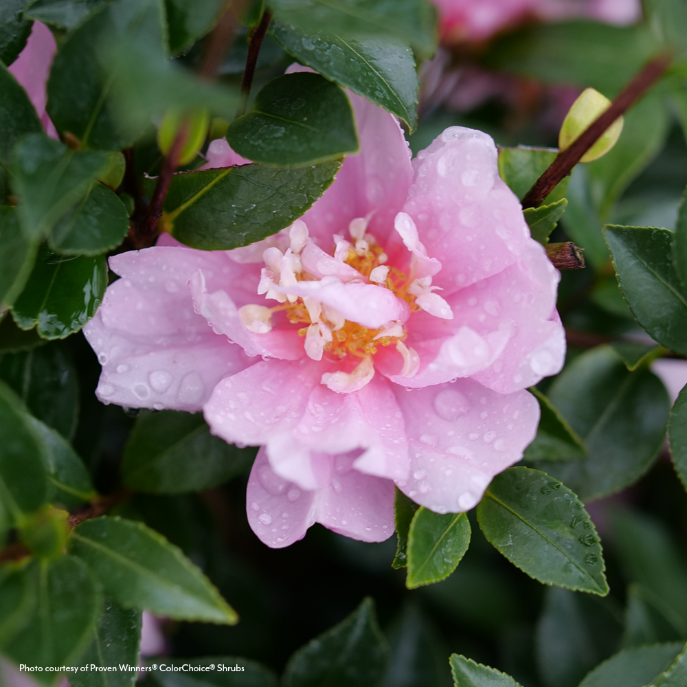 Camellia Just Chill® Double Pink