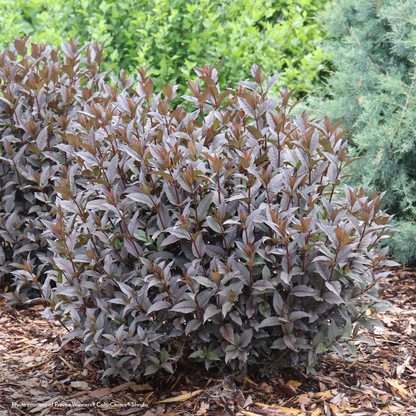 Diervilla Kodiak Jet Black® Bush Honeysuckle