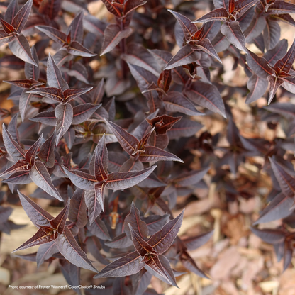 Diervilla Kodiak Jet Black® Bush Honeysuckle