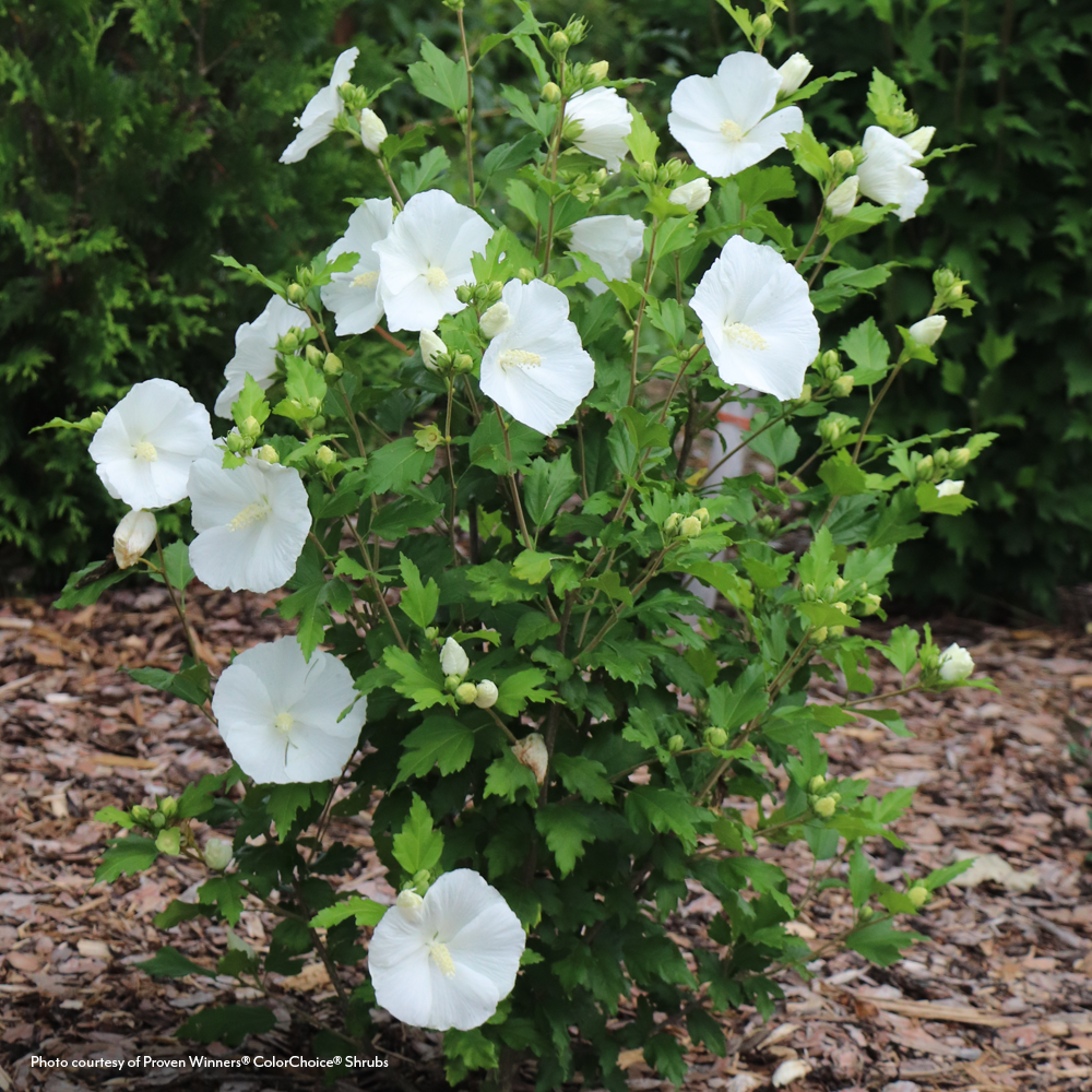 Hibiscus Paraplu® Pure White Rose of Sharon
