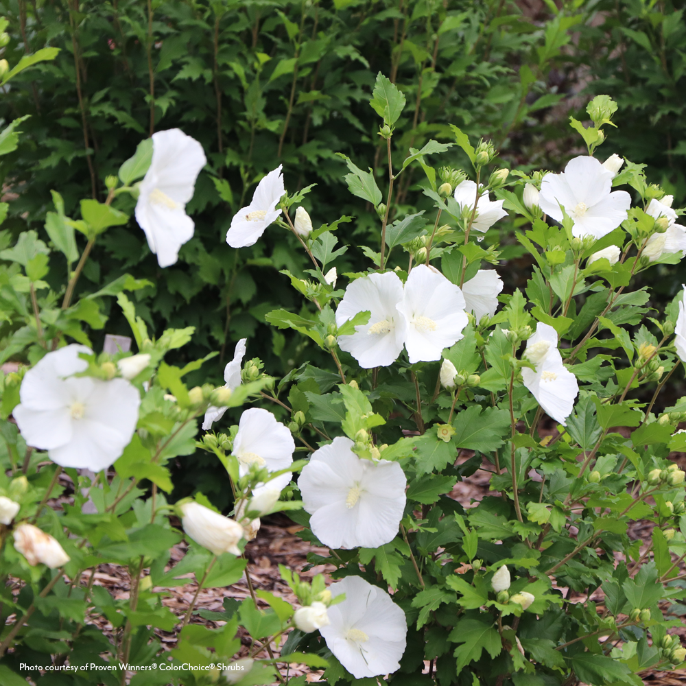 pure seed flower Hibiscus Paraplu® Pure White Rose of Sharon – Park Seed