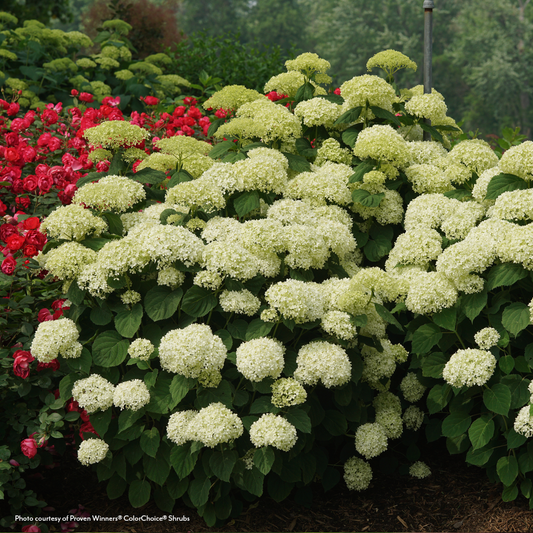 Hydrangea Incrediball Storm Proof™ Smooth Hydrangea