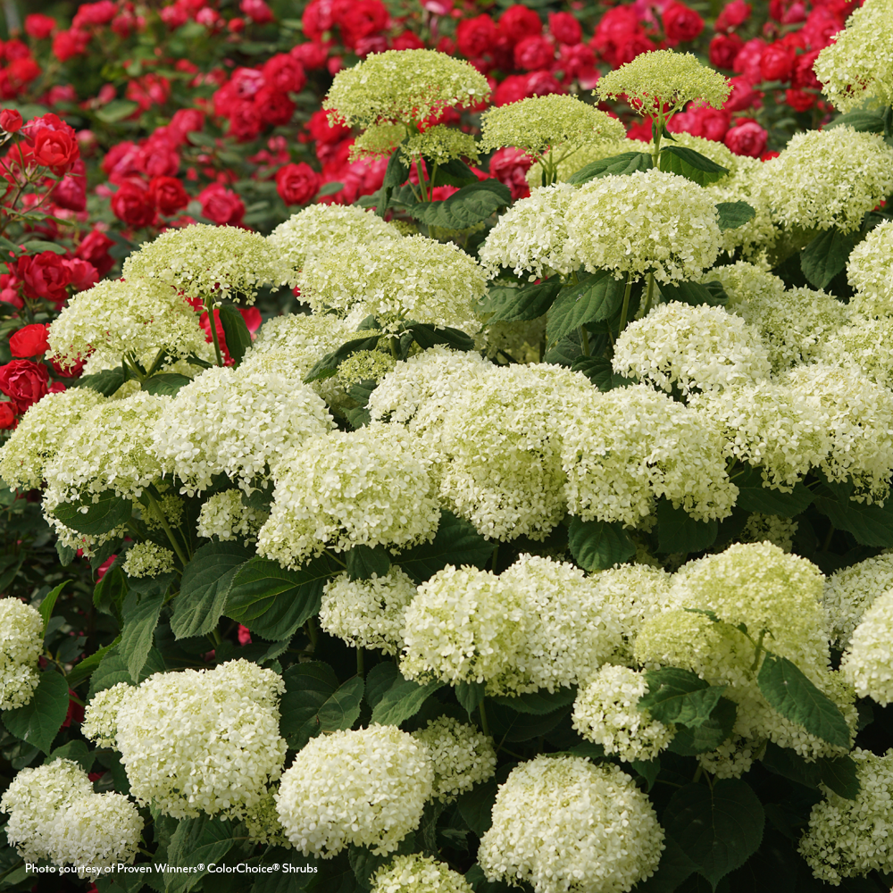 Hydrangea Incrediball Storm Proof™ Smooth Hydrangea