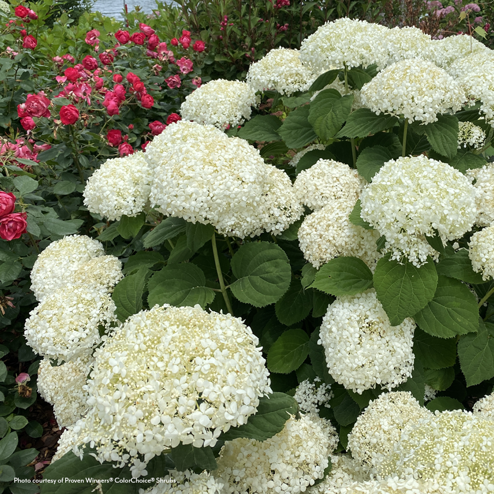 Hydrangea Incrediball Storm Proof™ Smooth Hydrangea