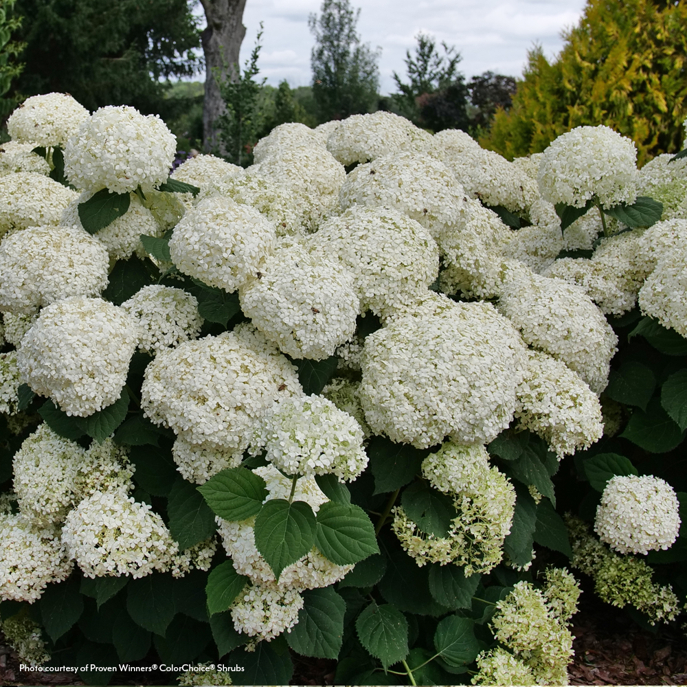 Hydrangea Incrediball Storm Proof™ Smooth Hydrangea