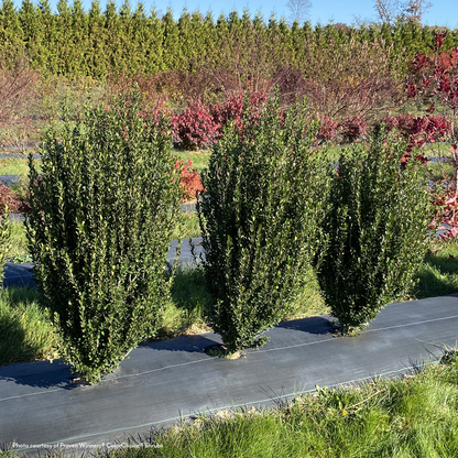 Ilex Hedge Box® Japanese Holly