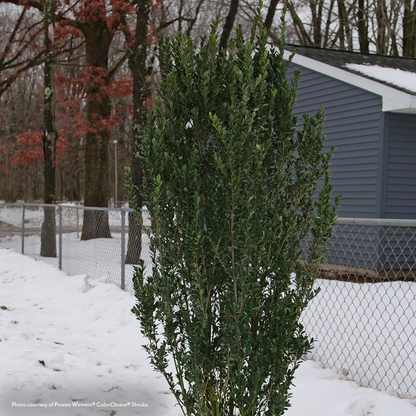 Ilex Hedge Box® Japanese Holly