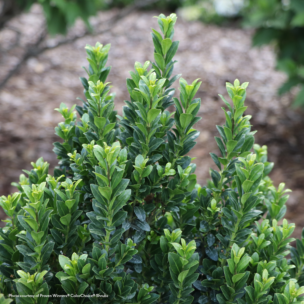 Ilex Hedge Box® Japanese Holly