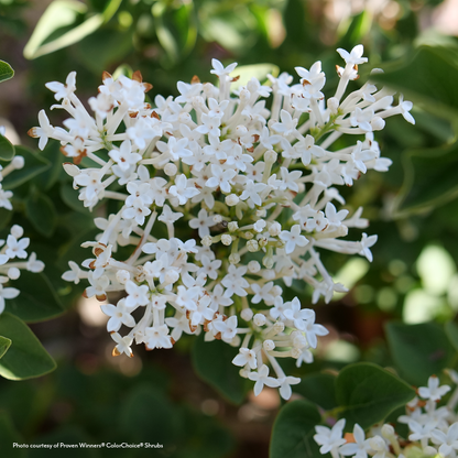 Syringa  Bloomerang Showmound® Reblooming Lilac