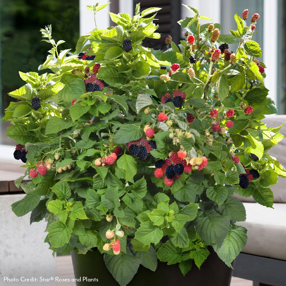 Rubus Bushel and Berry® Baby Cakes® Thornless Blackberry