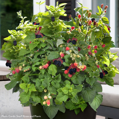 Rubus Bushel and Berry® Baby Cakes® Thornless Blackberry
