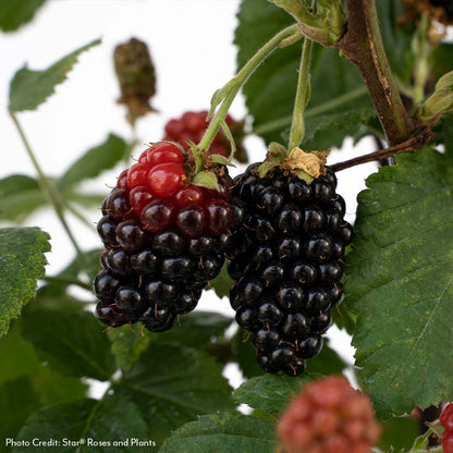 Rubus Bushel and Berry® Baby Cakes® Thornless Blackberry