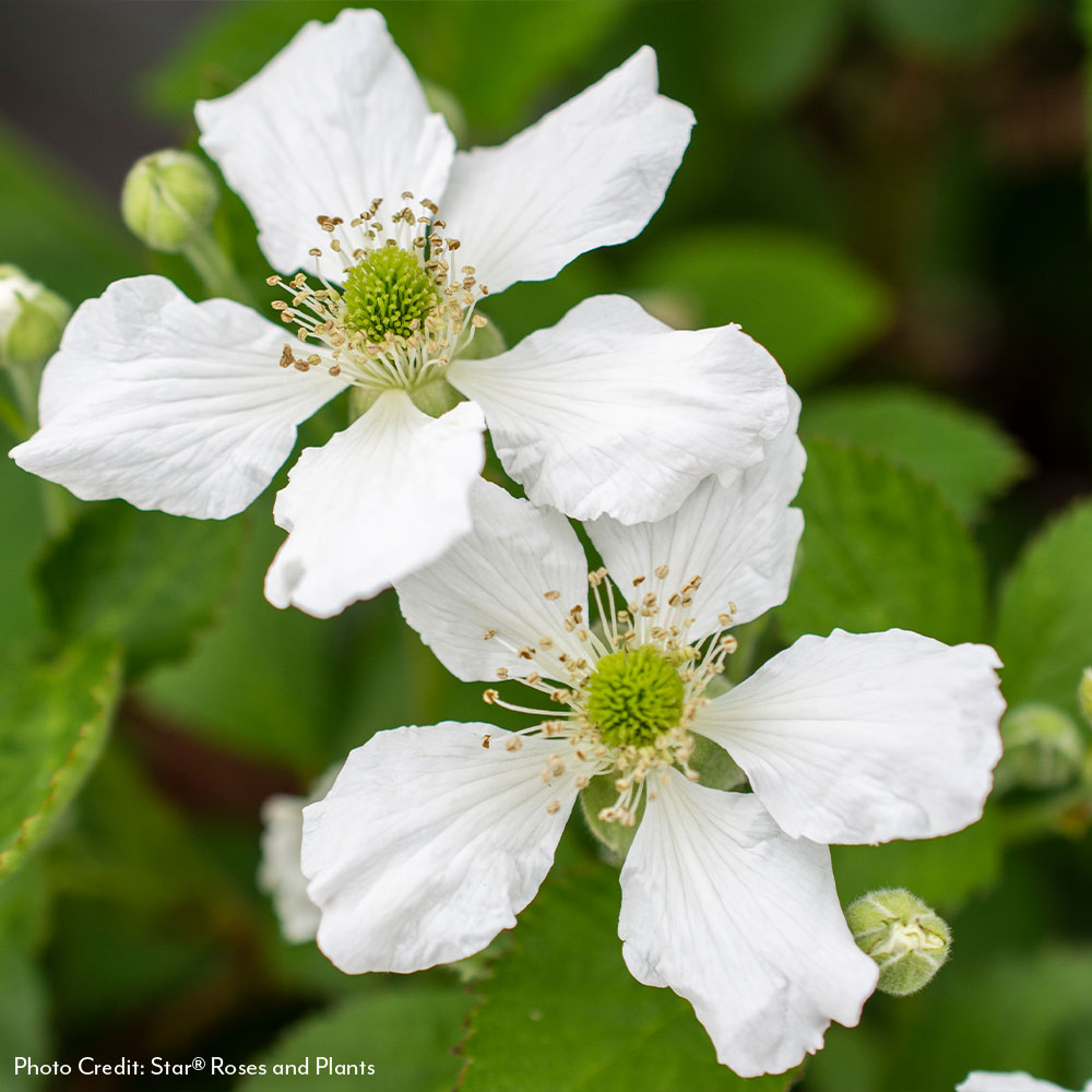 Rubus Bushel and Berry® Baby Cakes® Thornless Blackberry