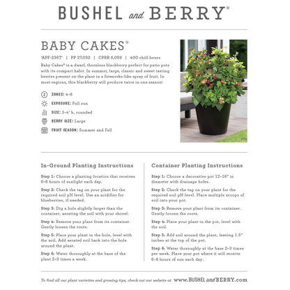 Rubus Bushel and Berry® Baby Cakes® Thornless Blackberry