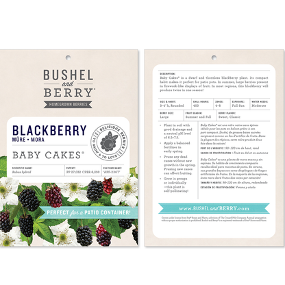 Rubus Bushel and Berry® Baby Cakes® Thornless Blackberry