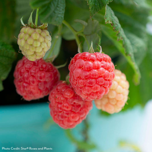 Rubus Bushel and Berry® Raspberry Shortcake® Thornless Raspberry