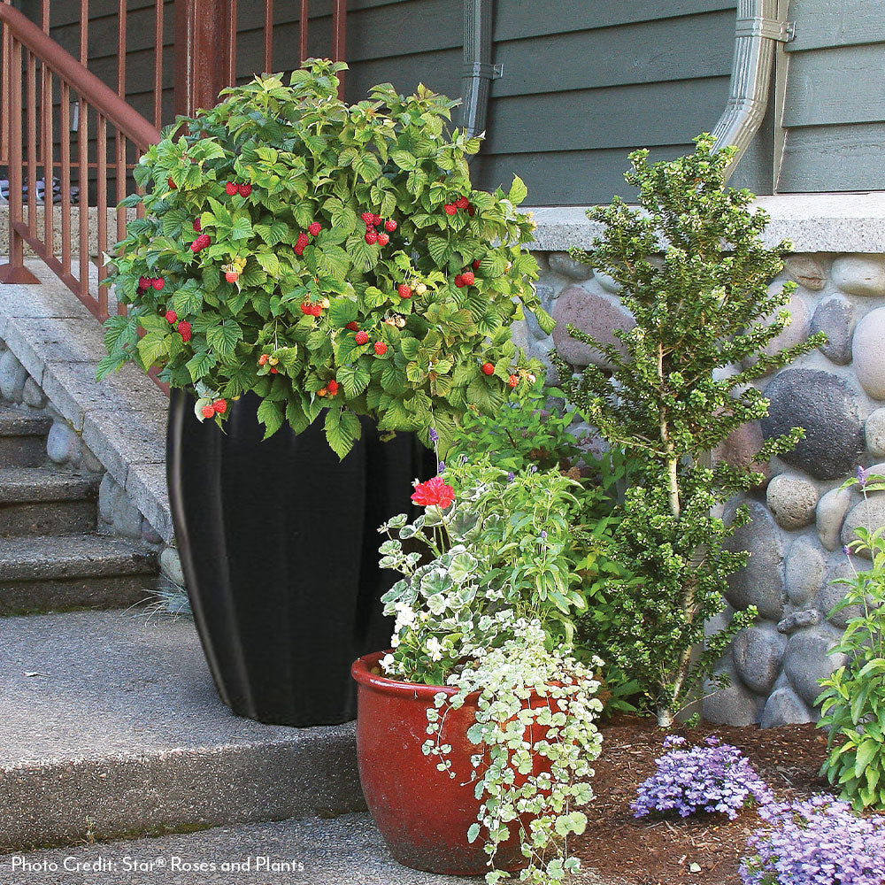 Rubus Bushel and Berry® Raspberry Shortcake® Thornless Raspberry