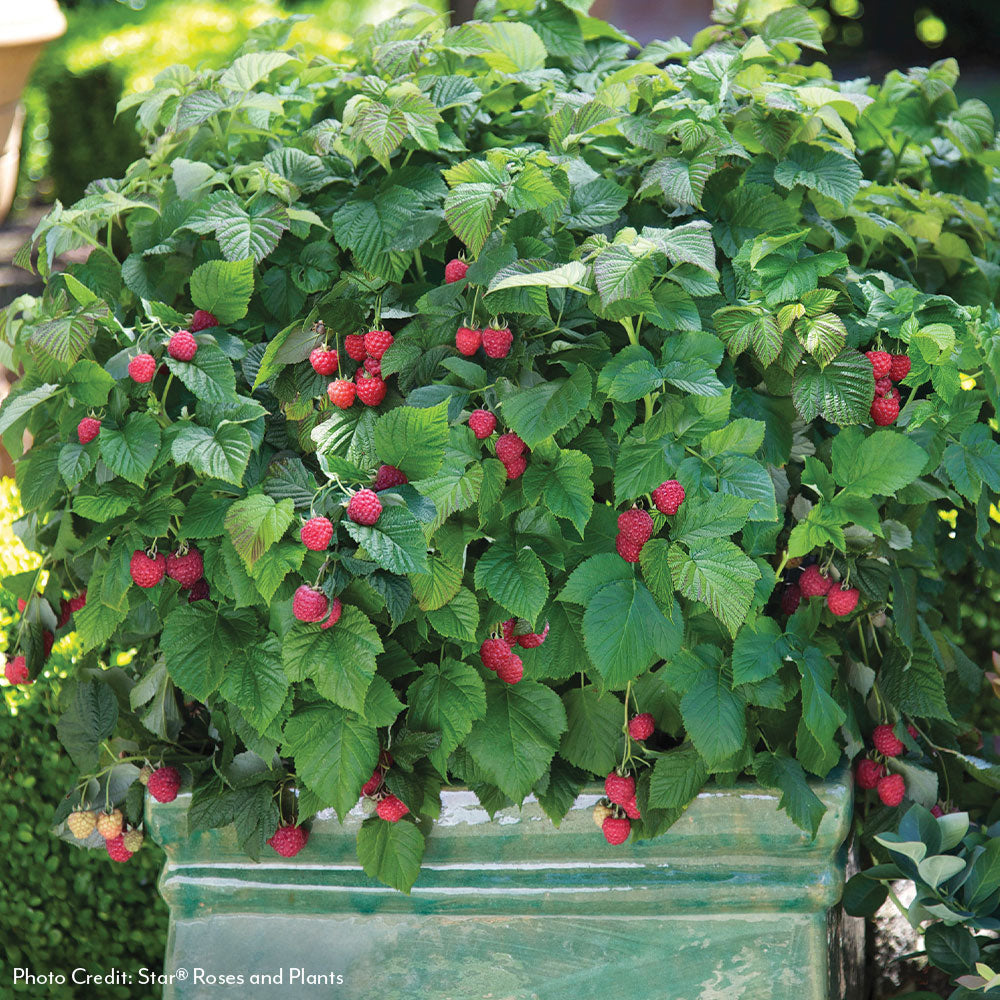 Rubus Bushel and Berry® Raspberry Shortcake® Thornless Raspberry
