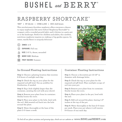 Rubus Bushel and Berry® Raspberry Shortcake® Thornless Raspberry