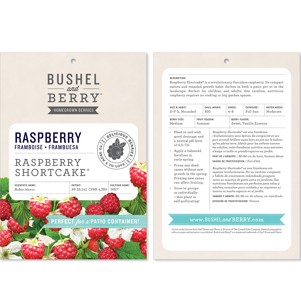 Rubus Bushel and Berry® Raspberry Shortcake® Thornless Raspberry
