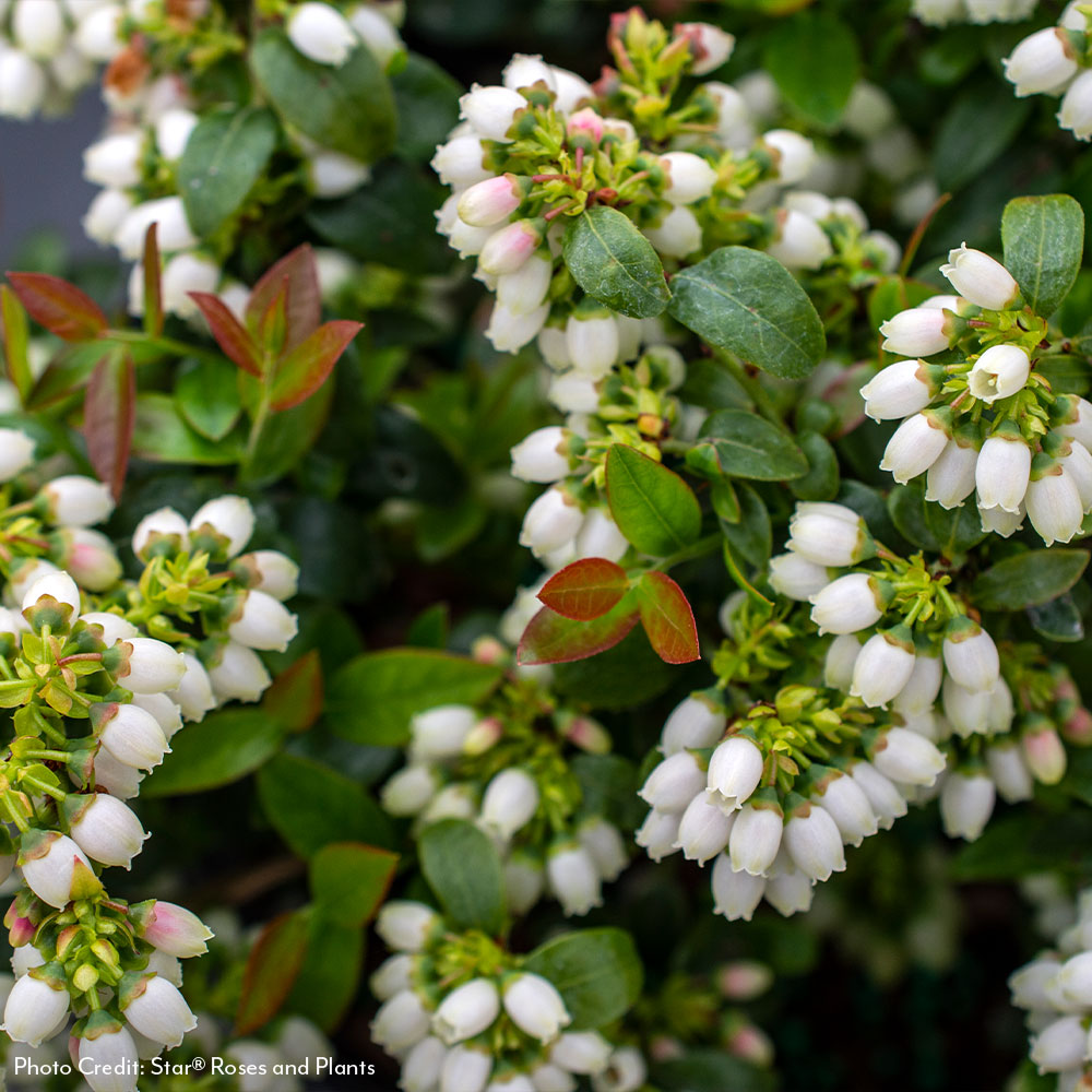 Vaccinium Bushel and Berry® Blueberry Bux® Self-Pollinating Blueberry