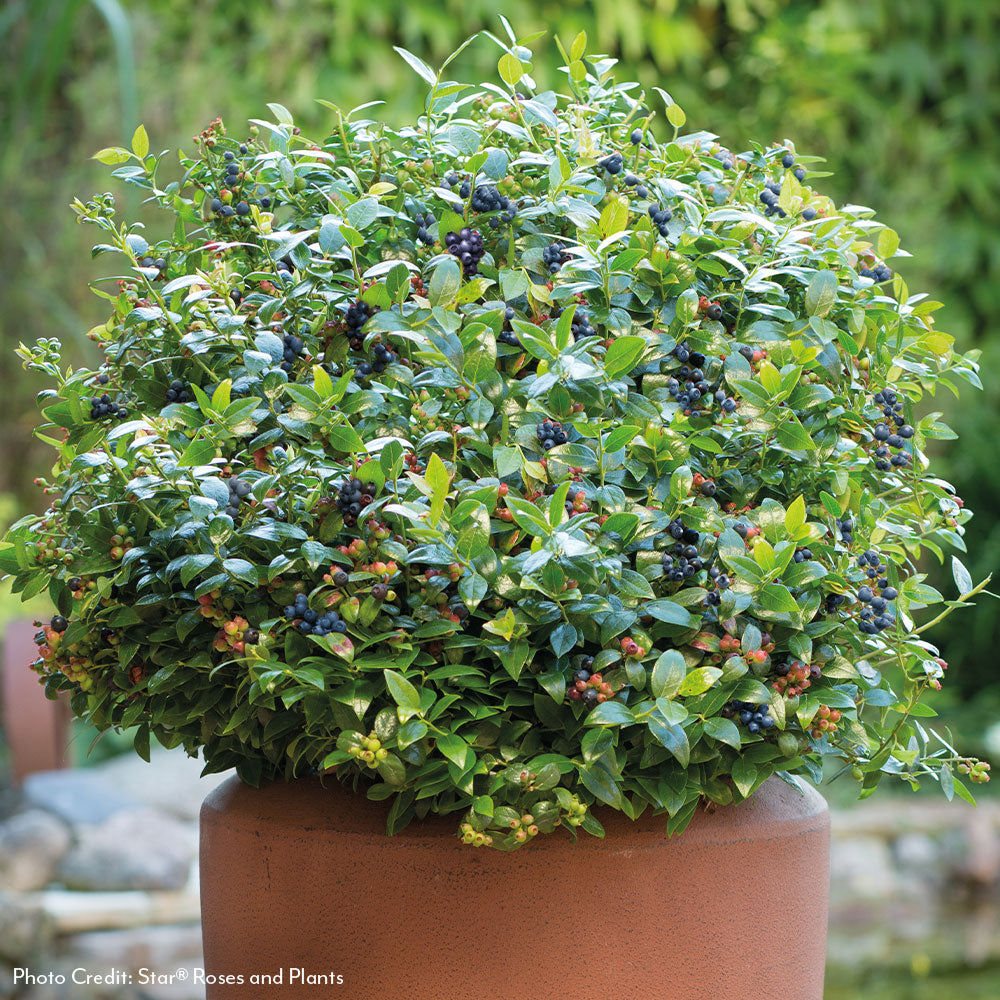 Vaccinium Bushel and Berry® Blueberry Bux® Self-Pollinating Blueberry