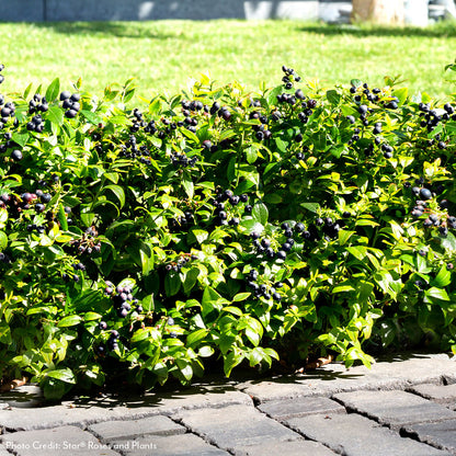 Vaccinium Bushel and Berry® Blueberry Bux® Self-Pollinating Blueberry
