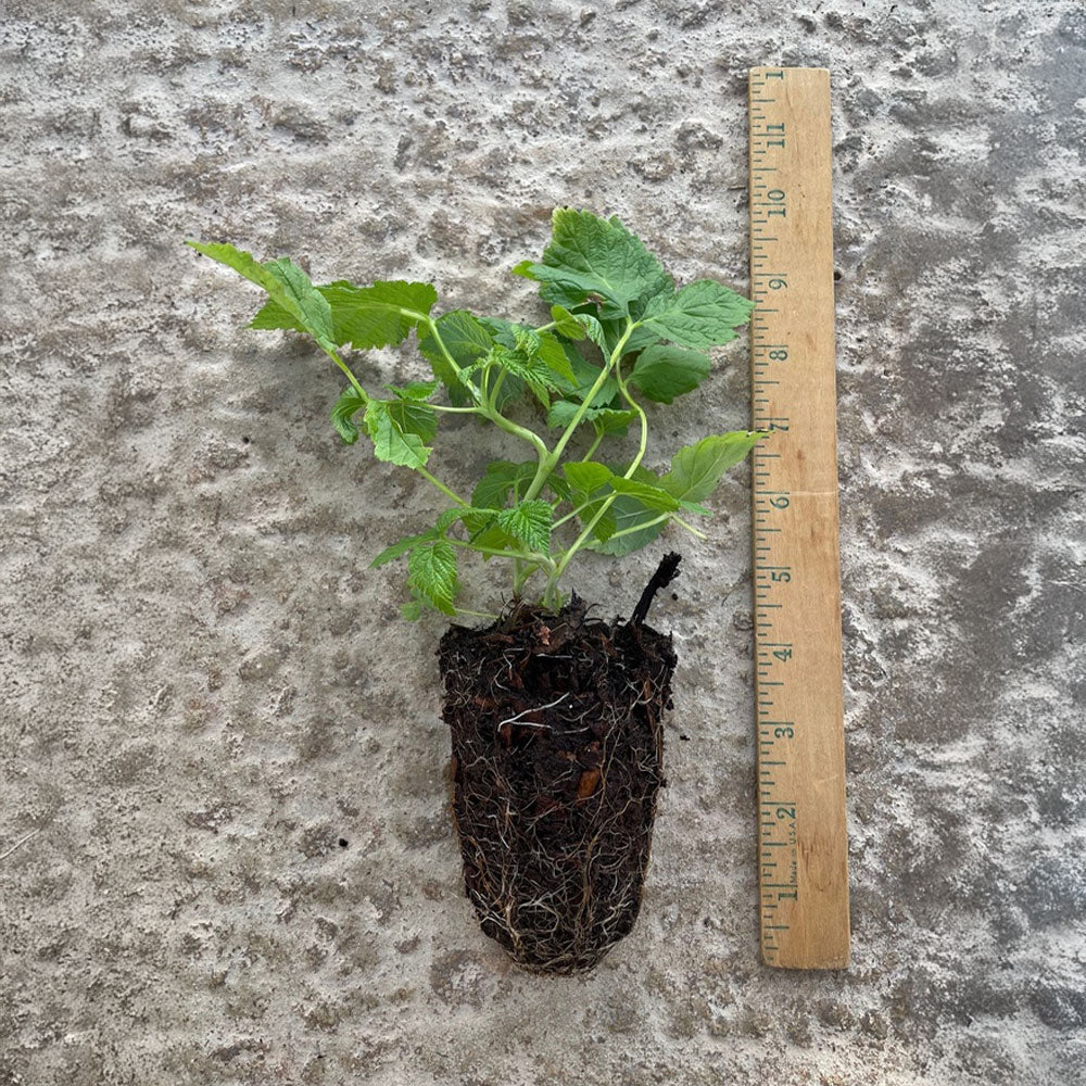 Vaccinium Bushel and Berry® Blueberry Bux® Self-Pollinating Blueberry