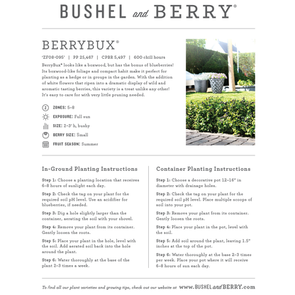Vaccinium Bushel and Berry® Blueberry Bux® Self-Pollinating Blueberry