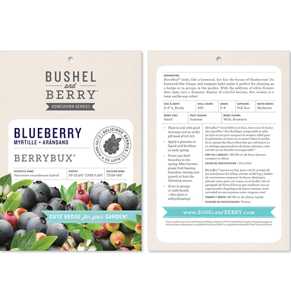 Vaccinium Bushel and Berry® Blueberry Bux® Self-Pollinating Blueberry