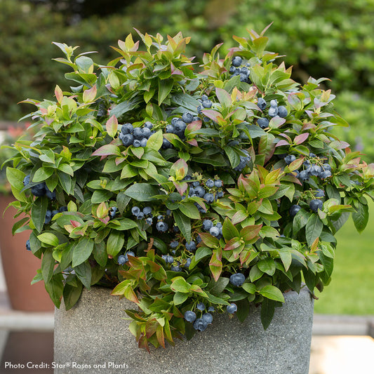 Vaccinium Bushel and Berry® Jelly Bean® Self-Pollinating Blueberry