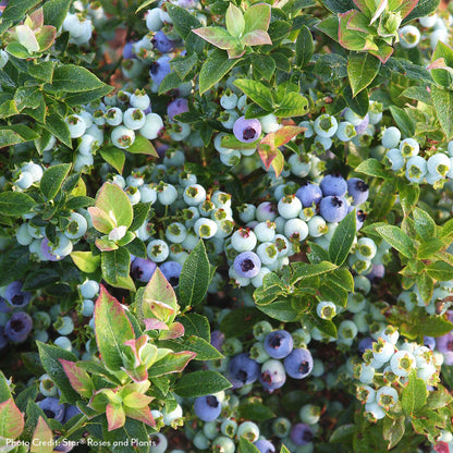 Vaccinium Bushel and Berry® Jelly Bean® Self-Pollinating Blueberry