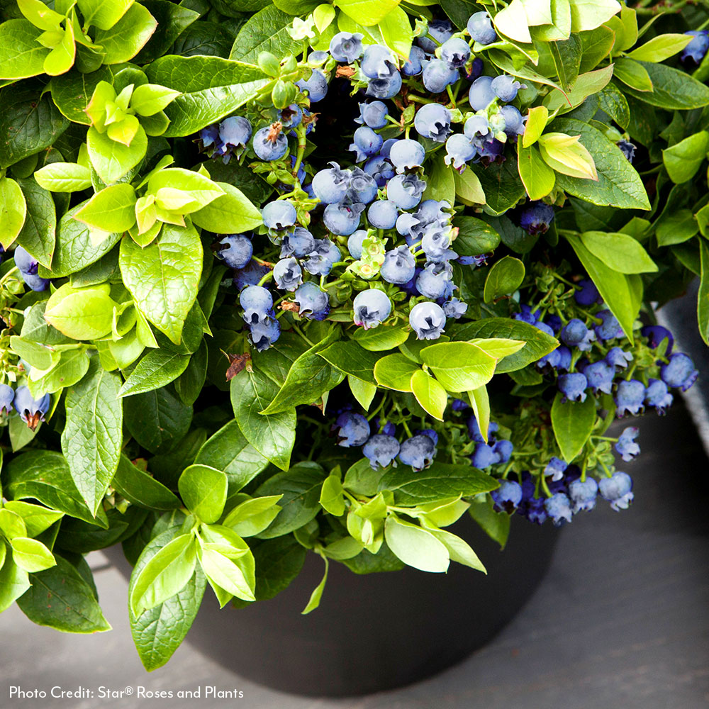 Vaccinium Bushel and Berry® Jelly Bean® Self-Pollinating Blueberry