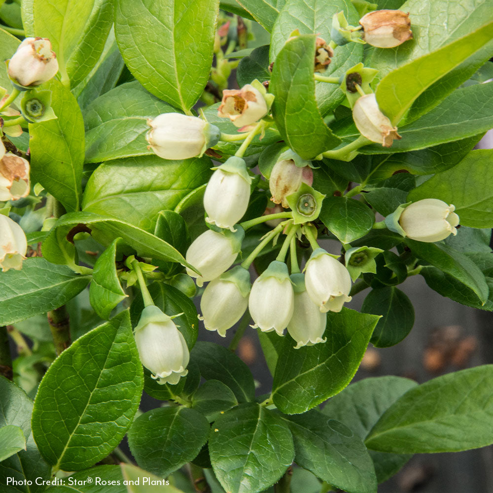 Vaccinium Bushel and Berry® Jelly Bean® Self-Pollinating Blueberry