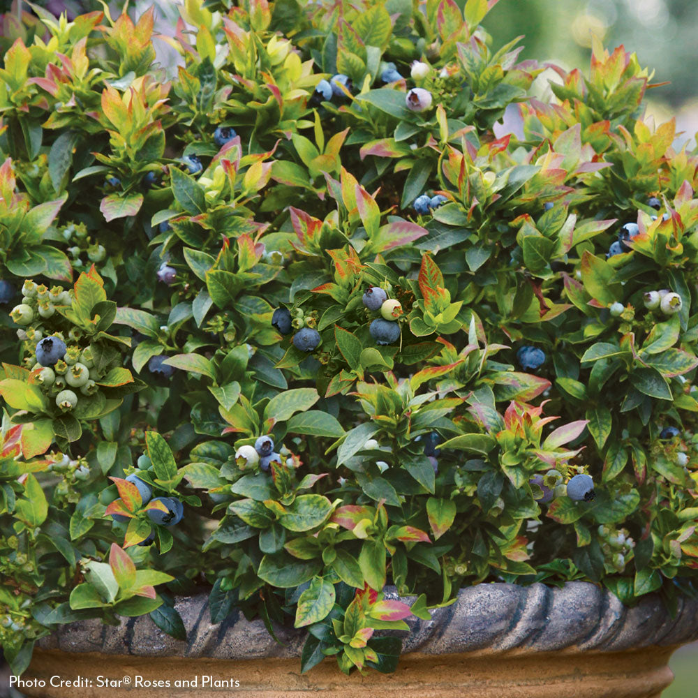 Vaccinium Bushel and Berry® Jelly Bean® Self-Pollinating Blueberry