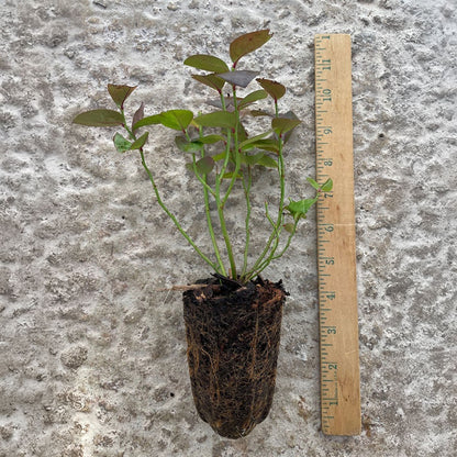 Vaccinium Bushel and Berry® Jelly Bean® Self-Pollinating Blueberry