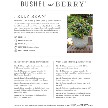 Vaccinium Bushel and Berry® Jelly Bean® Self-Pollinating Blueberry