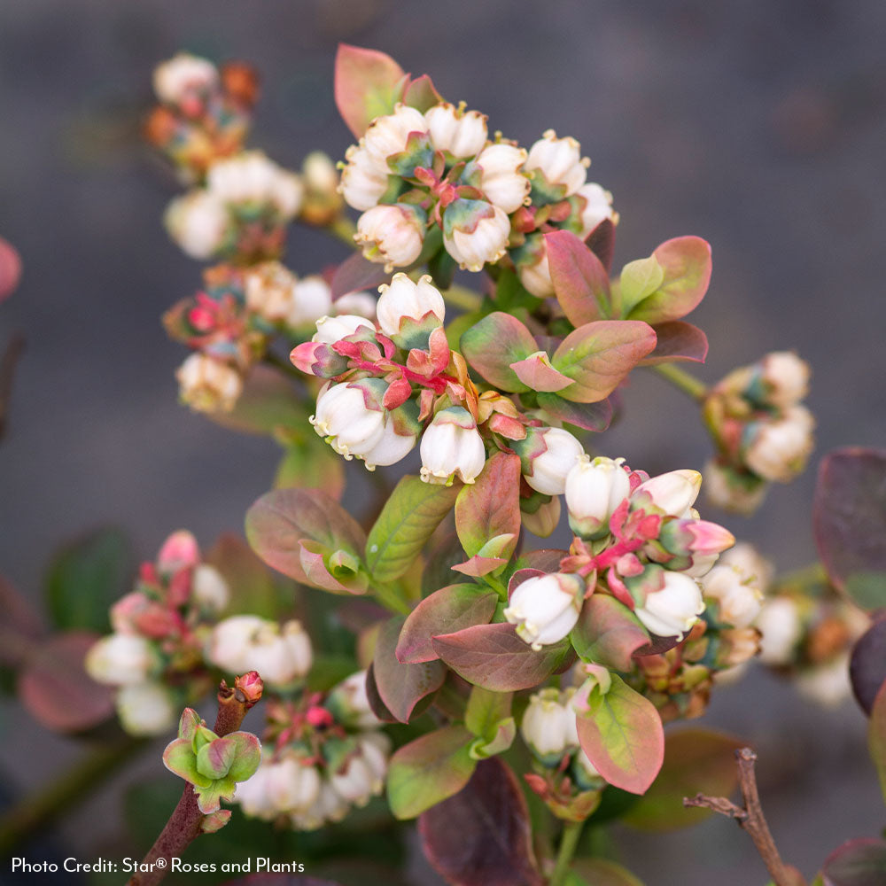 Vaccinium Bushel and Berry® Peach Sorbet® Self-Pollinating Blueberry