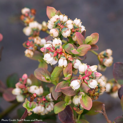 Vaccinium Bushel and Berry® Peach Sorbet® Self-Pollinating Blueberry