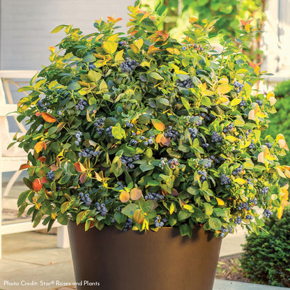 Vaccinium Bushel and Berry® Peach Sorbet® Self-Pollinating Blueberry