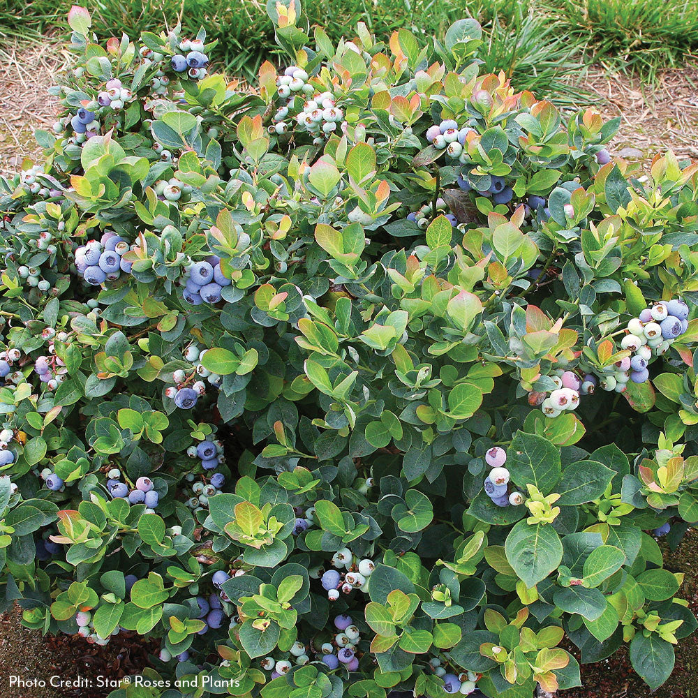 Vaccinium Bushel and Berry® Peach Sorbet® Self-Pollinating Blueberry