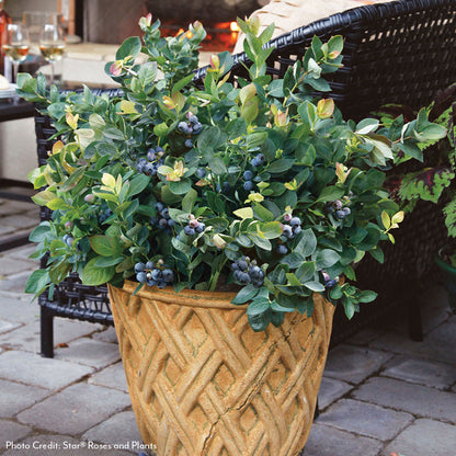 Vaccinium Bushel and Berry® Peach Sorbet® Self-Pollinating Blueberry