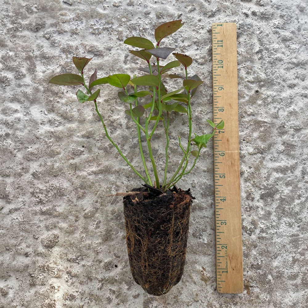 Vaccinium Bushel and Berry® Peach Sorbet® Self-Pollinating Blueberry