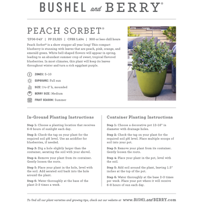 Vaccinium Bushel and Berry® Peach Sorbet® Self-Pollinating Blueberry