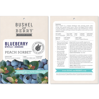 Vaccinium Bushel and Berry® Peach Sorbet® Self-Pollinating Blueberry