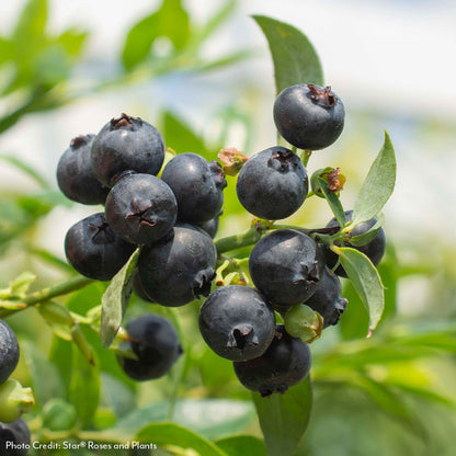 Vaccinium Bushel and Berry® Midnight Cascade Self-Pollinating Cascading Blueberry