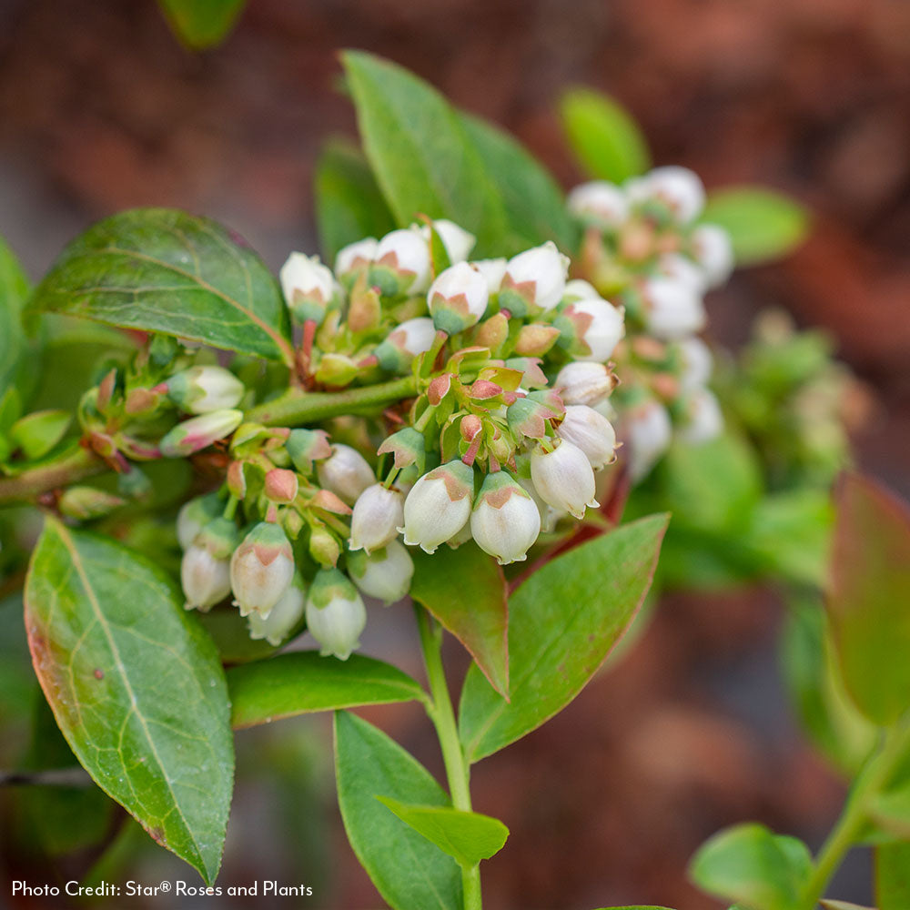 Vaccinium Bushel and Berry® Midnight Cascade Self-Pollinating Cascading Blueberry